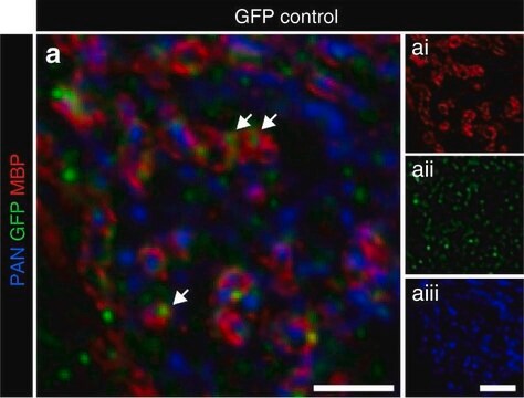 Anti-Myelin Basic Protein Antibody, a.a. 82-87 culture supernatant, clone 12, Chemicon&#174;