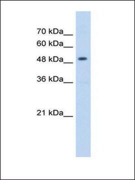 Anti-HMGCS2 antibody produced in rabbit IgG fraction of antiserum