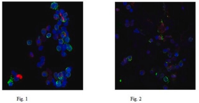 Anti-Neutrophil Elastase Antibody, clone AHN-10 clone AHN-10, from mouse