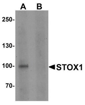 Anti-STOX1 antibody produced in rabbit affinity isolated antibody, buffered aqueous solution