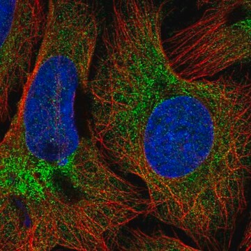 Anti-COPB2 antibody produced in rabbit Prestige Antibodies&#174; Powered by Atlas Antibodies, affinity isolated antibody