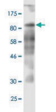 Monoclonal Anti-CD97 antibody produced in mouse clone 3B11, purified immunoglobulin, buffered aqueous solution