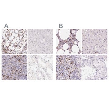 Anti-PADI4 antibody produced in rabbit Prestige Antibodies&#174; Powered by Atlas Antibodies, affinity isolated antibody, buffered aqueous glycerol solution