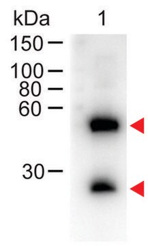 Anti-Mouse IgG (H+L)-Peroxidase antibody produced in donkey affinity isolated antibody, lyophilized powder