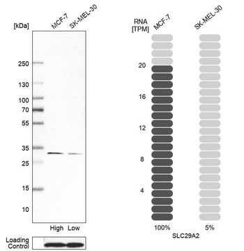 Anti-SLC29A2 antibody produced in rabbit Prestige Antibodies&#174; Powered by Atlas Antibodies, affinity isolated antibody, buffered aqueous glycerol solution