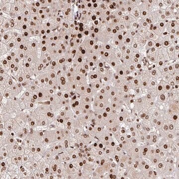 Anti-PDE1C antibody produced in rabbit Prestige Antibodies&#174; Powered by Atlas Antibodies, affinity isolated antibody, buffered aqueous glycerol solution