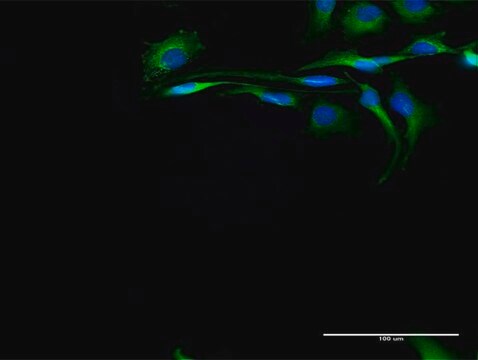 Anti-CAPN2 antibody produced in rabbit purified immunoglobulin, buffered aqueous solution