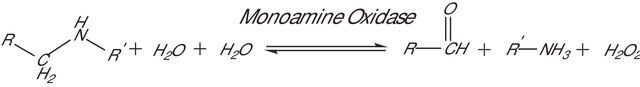 Monoamine Oxidase B human recombinant, expressed in baculovirus infected BTI insect cells