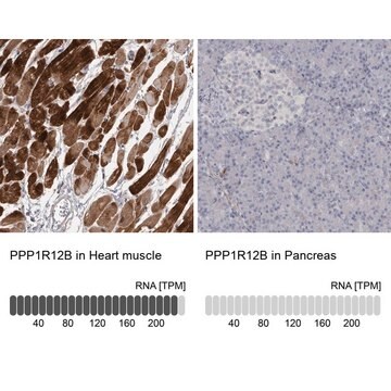 Anti-PPP1R12B antibody produced in rabbit Prestige Antibodies&#174; Powered by Atlas Antibodies, affinity isolated antibody, buffered aqueous glycerol solution, Ab1