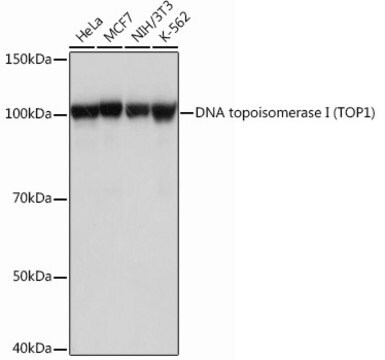 Anti-DNA topoisomerase I (TOP1) Antibody, clone 3D4W6, Rabbit Monoclonal