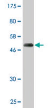 Monoclonal Anti-PSMD10 antibody produced in mouse clone 3F10, purified immunoglobulin, buffered aqueous solution