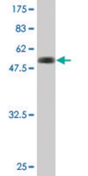 Monoclonal Anti-RYBP antibody produced in mouse clone 1F4, purified immunoglobulin, buffered aqueous solution