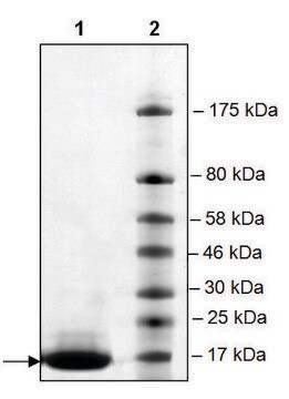 BRDT (22-138) His tag human recombinant, expressed in E. coli, &#8805;90% (SDS-PAGE)