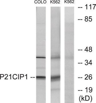 Anti-p21 CIP1 antibody produced in rabbit affinity isolated antibody