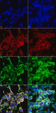 Monoclonal Anti-Methylglyoxal-Atto 594 antibody produced in mouse clone 9E7