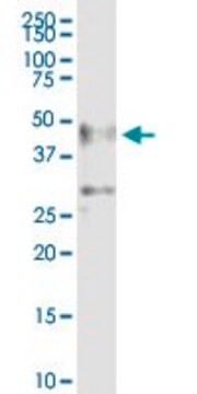 Anti-ZSCAN4 antibody produced in mouse IgG fraction of antiserum, buffered aqueous solution