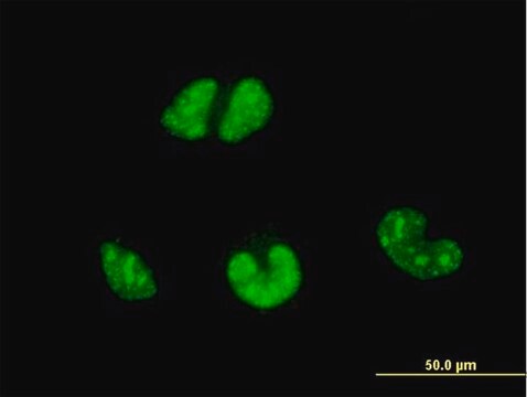 Monoclonal Anti-ESR2 antibody produced in mouse clone 3F3, purified immunoglobulin, buffered aqueous solution