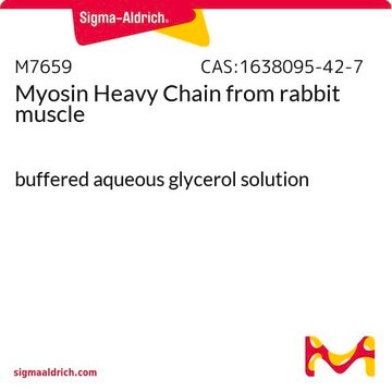 ミオシン重鎖 ウサギ筋肉由来 buffered aqueous glycerol solution