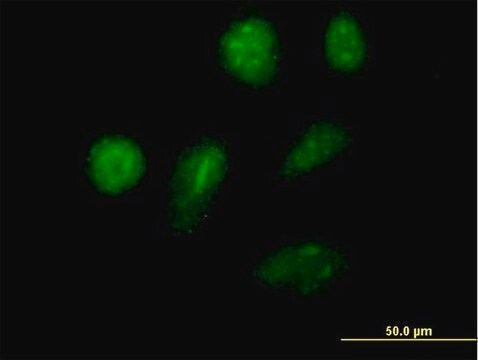 Anti-IKZF2 antibody produced in mouse purified immunoglobulin, buffered aqueous solution