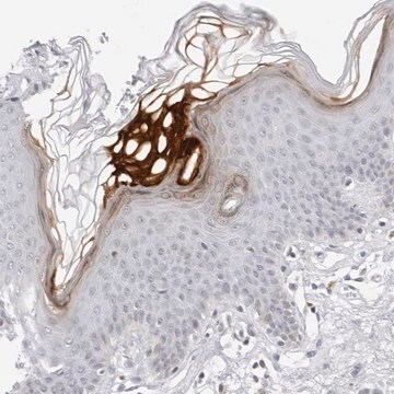 Anti-FLG2 antibody produced in rabbit Prestige Antibodies&#174; Powered by Atlas Antibodies, affinity isolated antibody, buffered aqueous glycerol solution