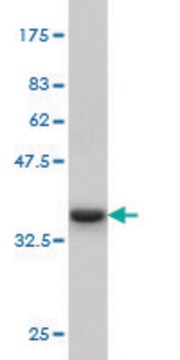 Monoclonal Anti-IRAK3, (C-terminal) antibody produced in mouse clone 1F6, purified immunoglobulin, buffered aqueous solution