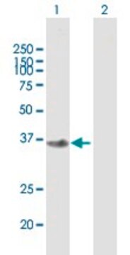 Anti-FBXO2 antibody produced in mouse purified immunoglobulin, buffered aqueous solution