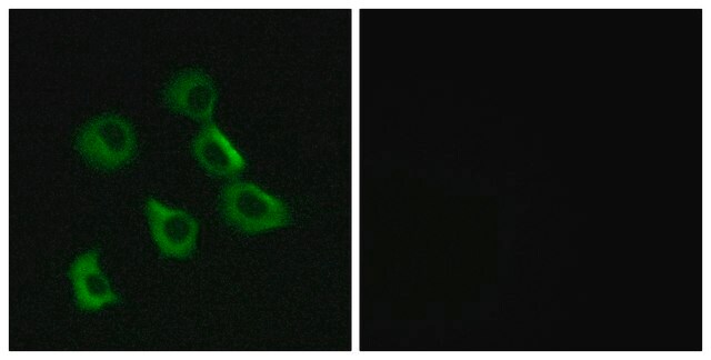 Anti-OR52B2 antibody produced in rabbit affinity isolated antibody