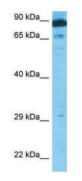 Anti-APBB1 (N-terminal) antibody produced in rabbit affinity isolated antibody