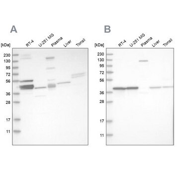 Anti-MRPL38 antibody produced in rabbit Prestige Antibodies&#174; Powered by Atlas Antibodies, affinity isolated antibody, buffered aqueous glycerol solution, Ab2