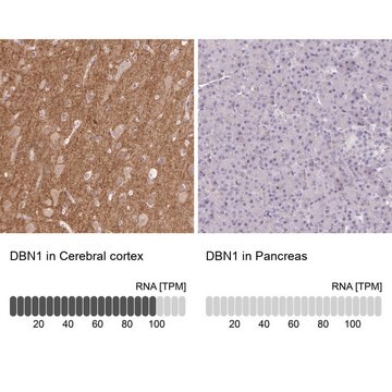 Anti-DBN1 antibody produced in rabbit Prestige Antibodies&#174; Powered by Atlas Antibodies, affinity isolated antibody, buffered aqueous glycerol solution