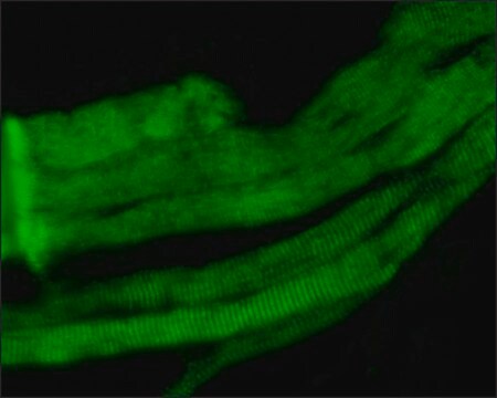 Monoclonal Anti-Myosin (Skeletal, Fast) antibody produced in mouse clone MY-32, ascites fluid