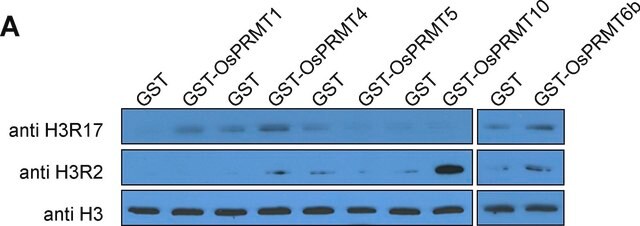 Anti-Histone H3 Antibody, clone 6.6.2 clone 6.6.2, Upstate&#174;, from mouse