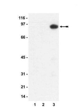 Anti-phospho-MYPT1 (Thr850) Antibody Upstate&#174;, from rabbit