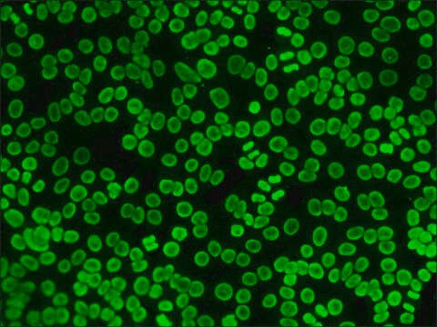 Anti-Human IgG (whole molecule)&#8722;FITC antibody produced in rabbit IgG fraction of antiserum, buffered aqueous solution