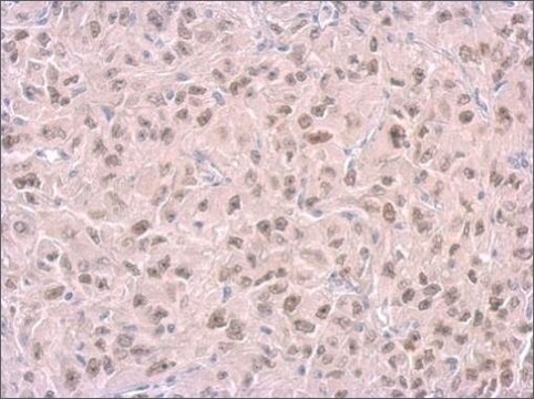 Monoclonal Anti-RPA3 antibody produced in mouse