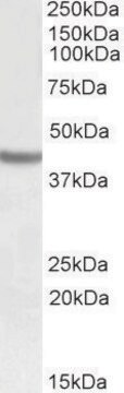 Anti-SOX3 (C-terminal) antibody produced in goat affinity isolated antibody, buffered aqueous solution