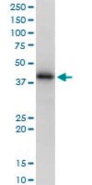 Anti-HLA-A antibody produced in mouse purified immunoglobulin, buffered aqueous solution