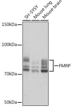 Anti-FMRP Antibody, clone 4Y8I5, Rabbit Monoclonal