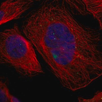 Anti-GCM1 antibody produced in rabbit Prestige Antibodies&#174; Powered by Atlas Antibodies, affinity isolated antibody, buffered aqueous glycerol solution