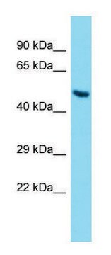 Anti-Angpt2 antibody produced in rabbit affinity isolated antibody