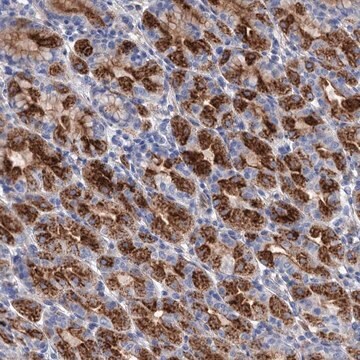 Anti-GPR155 antibody produced in rabbit Prestige Antibodies&#174; Powered by Atlas Antibodies, affinity isolated antibody, buffered aqueous glycerol solution