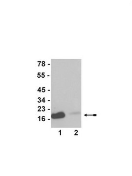 Anti-acetyl-Histone H3 (Lys23) Antibody, Trial Size serum, Upstate&#174;