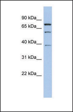 Anti-MOSPD2 antibody produced in rabbit affinity isolated antibody