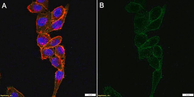 Anti-PVR/CD155 Antibody, clone SKII.4 ZooMAb&#174; Mouse Monoclonal recombinant, expressed in HEK 293 cells