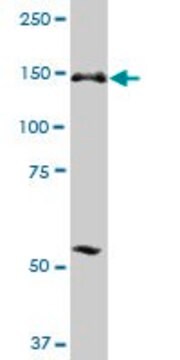 Anti-ERCC6L antibody produced in mouse purified immunoglobulin, buffered aqueous solution