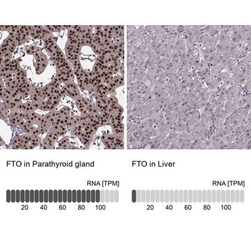 Anti-FTO antibody produced in rabbit Prestige Antibodies&#174; Powered by Atlas Antibodies, affinity isolated antibody