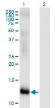 Monoclonal Anti-MSRB2 antibody produced in mouse clone 2B7, purified immunoglobulin, buffered aqueous solution