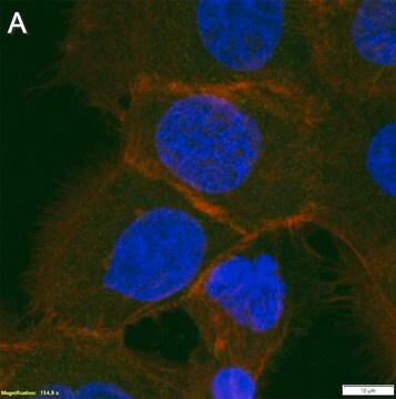 Anti-MRP1 Antibody, clone 1H8 ZooMAb&#174; Rabbit Monoclonal recombinant, expressed in HEK 293 cells