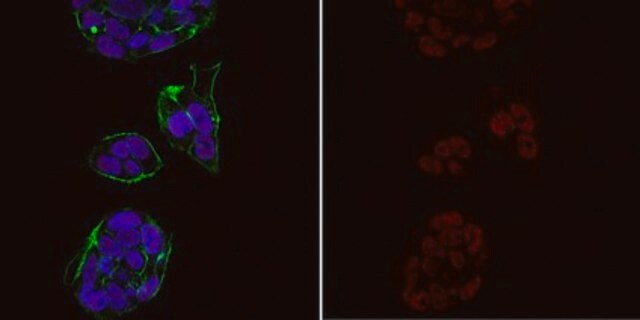 Anti-trimethyl Histone H3 (Lys4) Antibody, Alexa Fluor&#8482; 555 Conjugate from rabbit, ALEXA FLUOR&#8482; 555