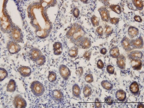 Monoclonal Anti-C21orf33 antibody produced in mouse clone 1F5, purified immunoglobulin, buffered aqueous solution